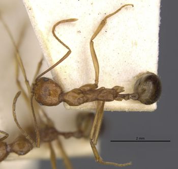 Media type: image;   Entomology 30876 Aspect: habitus dorsal